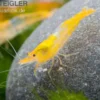 Yellow Rili Shrimp, Neocaridina davidi