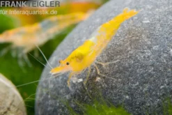 Yellow Rili Shrimp, Neocaridina davidi