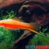 Yucatan-Schwertträger, Xiphophorus hellerii