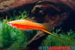 Yucatan-Schwertträger, Xiphophorus hellerii