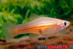 Yucatan-Schwertträger, Xiphophorus hellerii