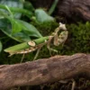 Yunnan-Blütenmantis, Creobroter spec. Yunnan