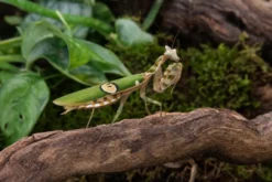 Yunnan-Blütenmantis, Creobroter spec. Yunnan