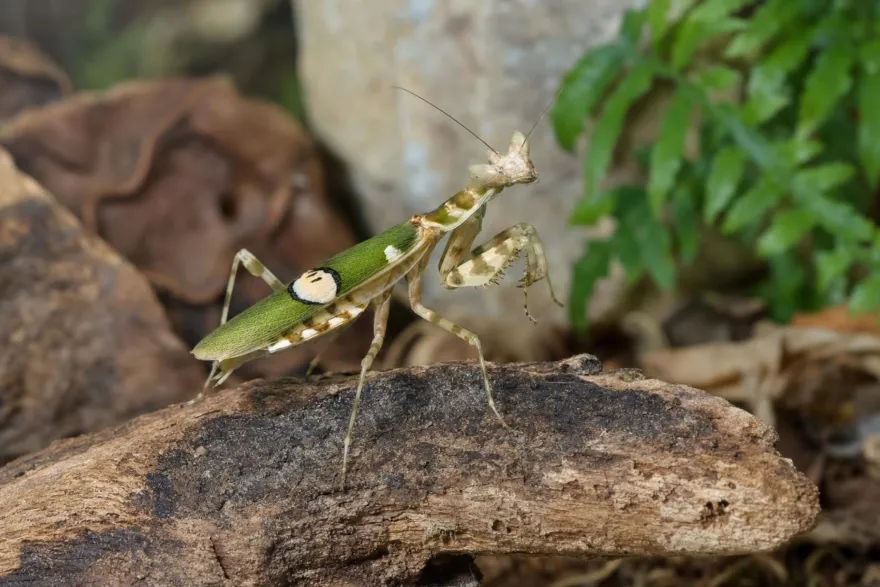Yunnan-Blütenmantis, Creobroter spec. Yunnan