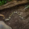 Yunnan-Schönnatter, Orthriophis t. yunnanensis