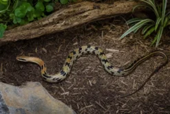 Yunnan-Schönnatter, Orthriophis t. yunnanensis