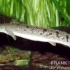 Zaire-Flösselhecht, Polypterus delhezi