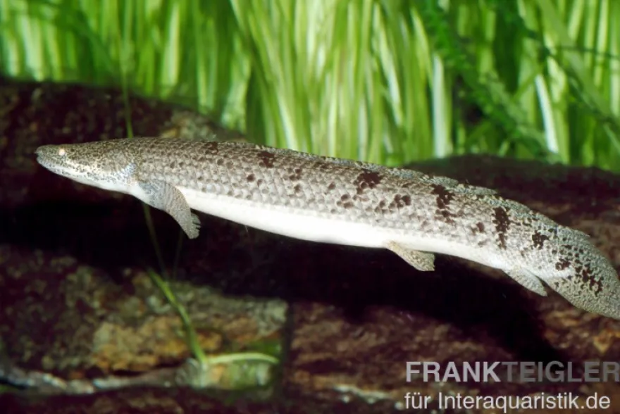 Zaire-Flösselhecht, Polypterus delhezi