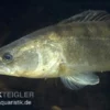 Zander, Sander lucioperca, 12-15 cm (Kaltwasser)