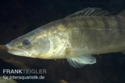 Zander, Sander lucioperca, 12-15 cm (Kaltwasser)