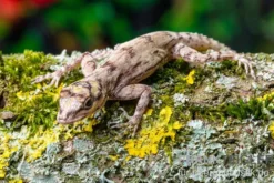 Zaunanolis, Anolis distichus, gemischt