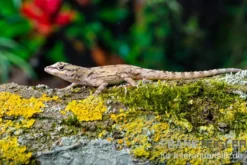 Zaunanolis, Anolis distichus, gemischt