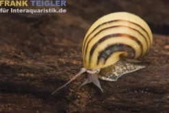 Zebra-Apfelschnecke, Asolene spixi