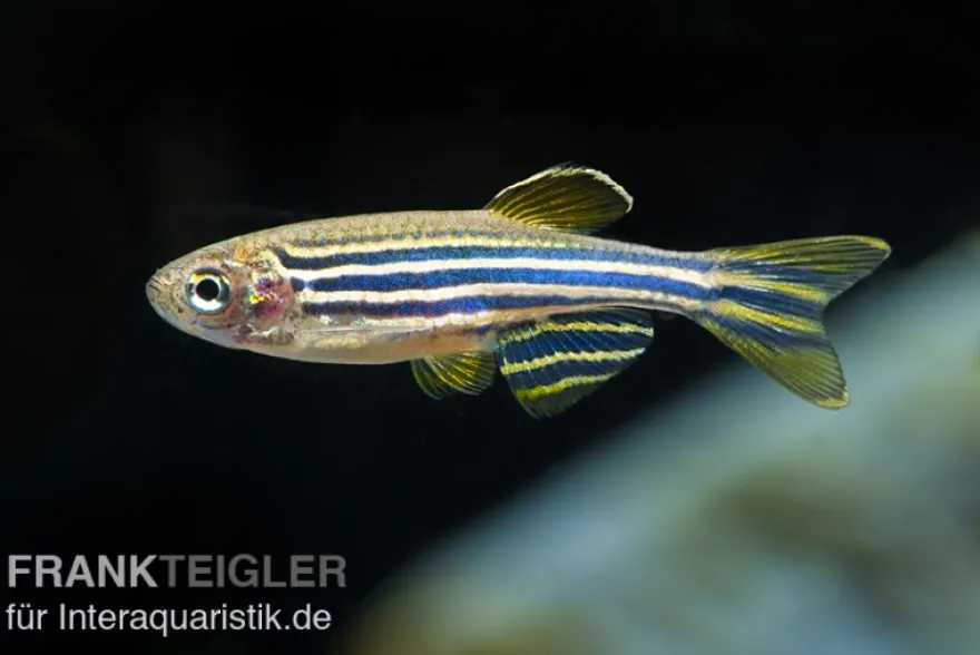 Zebrabärbling, Brachydanio rerio