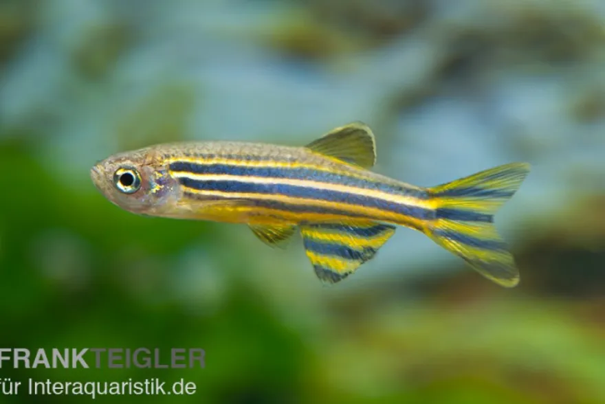 Zebrabärbling, Brachydanio rerio