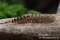 Zebra-Flossensauger, Gastromyzon zebrinus