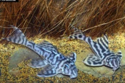 Zebra-Harnischwels, Hypancistrus spec. L173, 4-5 cm
