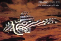 Zebra-Harnischwels, Hypancistrus spec. L173b "NEW ZEBRA", 4-5 cm