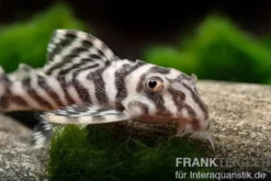 Zebra-Harnischwels, Hypancistrus spec. L173b "NEW ZEBRA", 4-5 cm