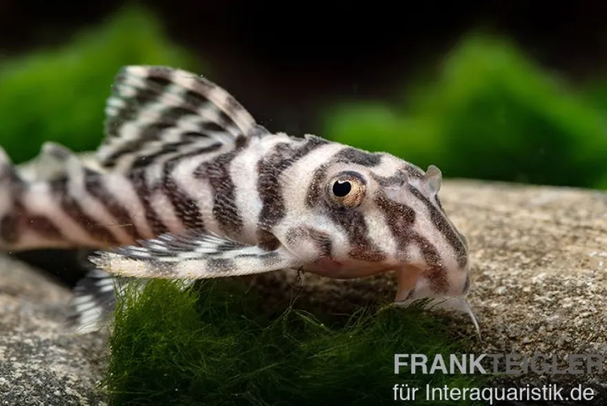 Zebra-Harnischwels, Hypancistrus spec. L173b "NEW ZEBRA", 4-5 cm