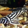 Zebra-Harnischwels, Hypancistrus zebra, Wels L46, DNZ