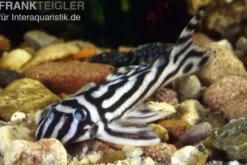 Zebra-Harnischwels, Hypancistrus zebra, Wels L46, DNZ