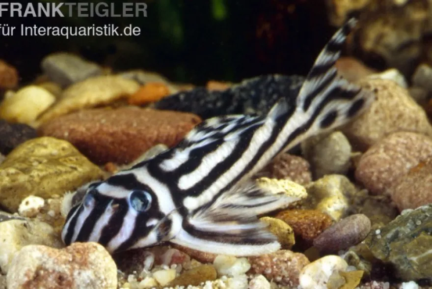 Zebra-Harnischwels, Hypancistrus zebra, Wels L46, DNZ