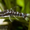 Zebra-Otocinclus, Otocinclus cocama