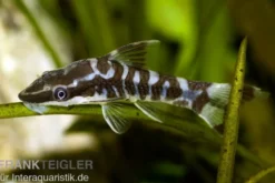 Zebra-Otocinclus, Otocinclus cocama