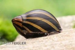 Zebra-Rennschnecke "Big Line", Neritina turrita