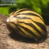 Zebra-Rennschnecke, Neritina natalensis