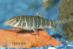 Zebraschmerle, Botia striata