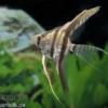 Zebra-Skalar, Pterophyllum scalare