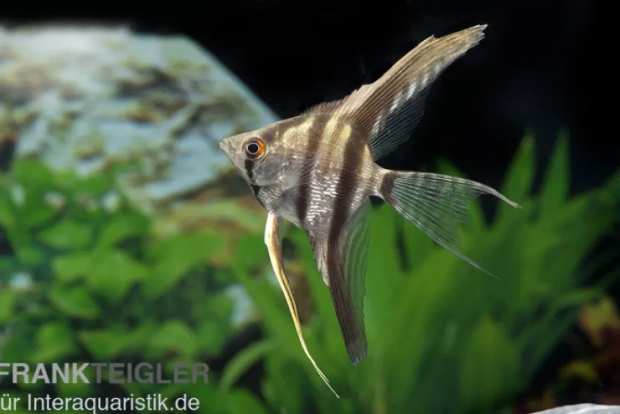 Zebra-Skalar, Pterophyllum scalare