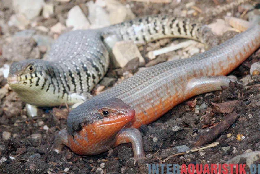 Zebraskink, Trachylepis dichroma