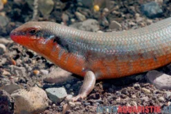 Zebraskink, Trachylepis dichroma