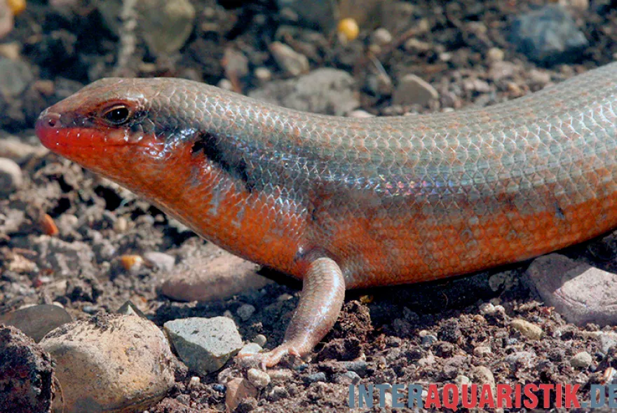 Zebraskink, Trachylepis dichroma