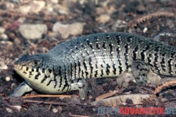 Zebraskink, Trachylepis dichroma