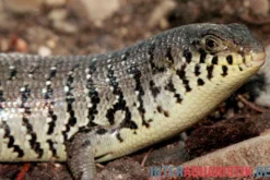 Zebraskink, Trachylepis dichroma
