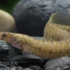 Zebrastachelaal, Mastacembelus zebrinus (Macrognathus zebrinus)