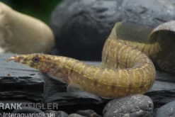 Zebrastachelaal, Mastacembelus zebrinus (Macrognathus zebrinus)