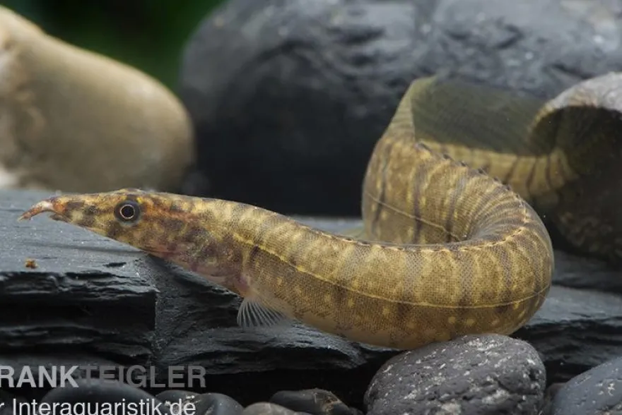 Zebrastachelaal, Mastacembelus zebrinus (Macrognathus zebrinus)