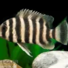 Zebratilapia, Tilapia buttikoferi