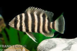 Zebratilapia, Tilapia buttikoferi