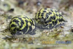 Zebra Turboschnecke, Cittarium pica