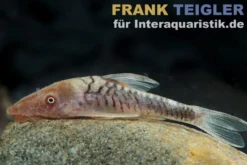 Zebra-Zwergharnischwels, LDA 110, Nannoptopma spec. ZEBRA