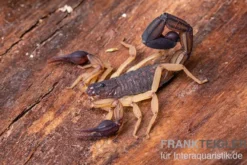 Zentralamerikanischer Bark-Skorpion, Centruroides margaritatus