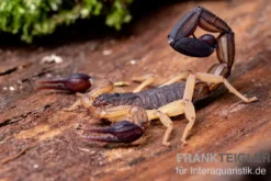 Zentralamerikanischer Bark-Skorpion, Centruroides margaritatus