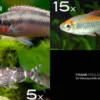 Zierfisch-Sortiment Afrika ab 120 cm