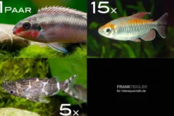 Zierfisch-Sortiment Afrika ab 120 cm